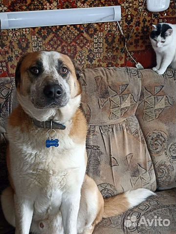 Метис алабая ищет семью