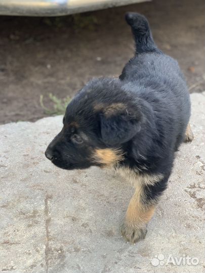 Щенки немецкой овчарки