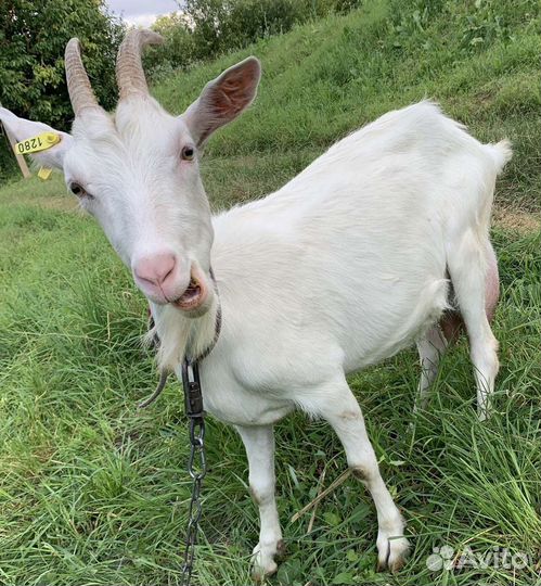 Зааненские козы дойные