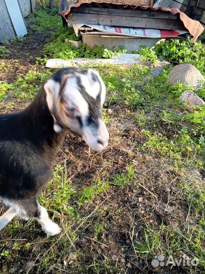 Коза дойная молочная