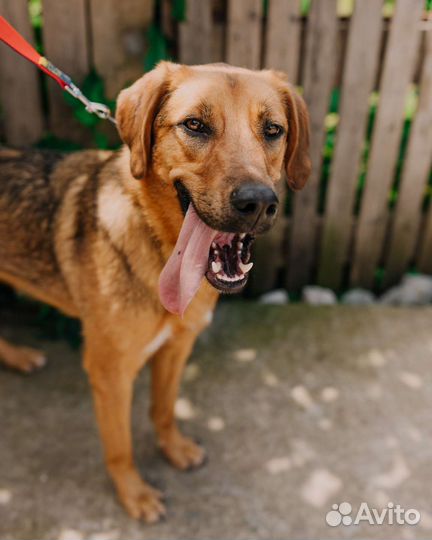 Собака в добрые руки