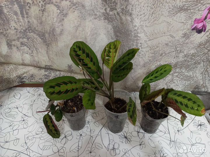 Маранта триколор