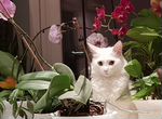 Вязка с котом турецкая ангора бесплатно