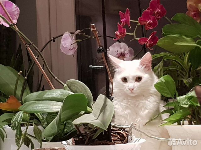 Вязка с котом турецкая ангора бесплатно объявление продам