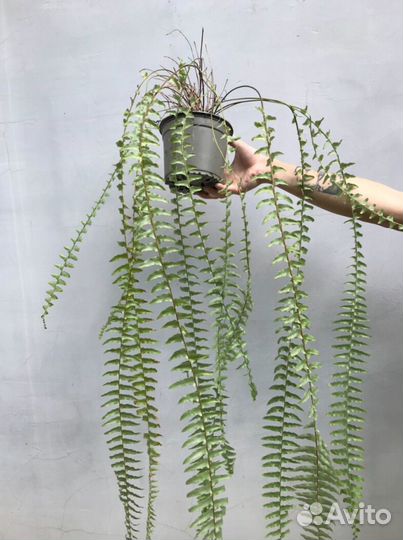 Папоротник большой