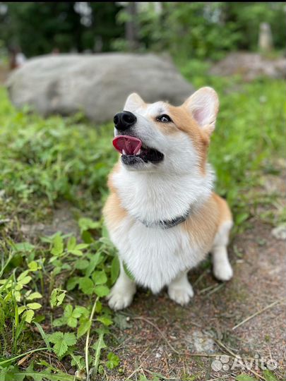 Вельш-корги пемброк вязка