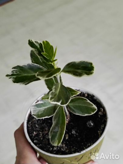 Бересклет форчуна- вариегата