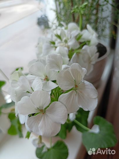 Пеларгония герань