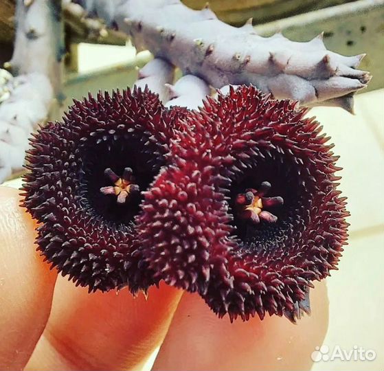 Huernia transvaalensis