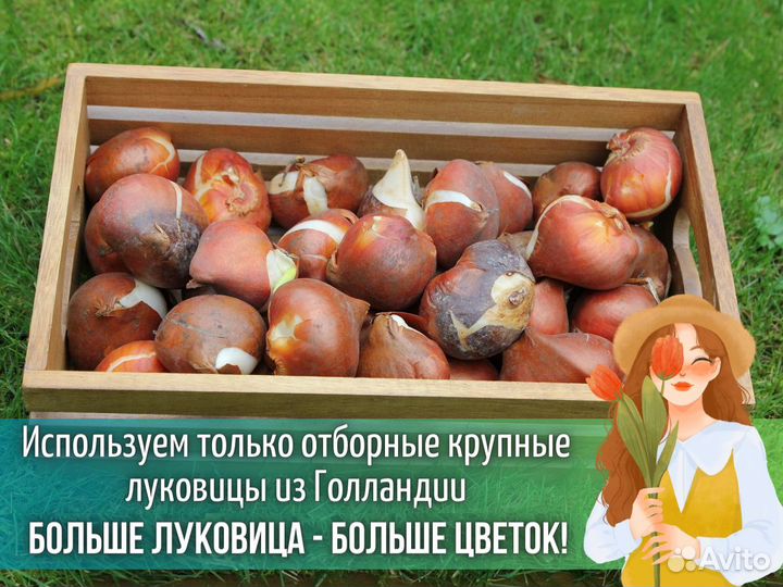 Тюльпаны оптом к 8 марта