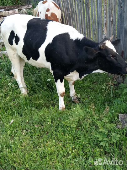 Домашние тёлки