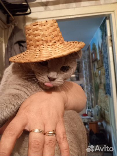 Британский кот для вязки
