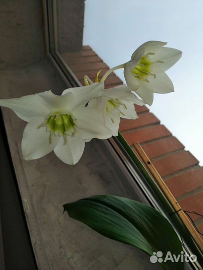 Эухарис амазонская лилия