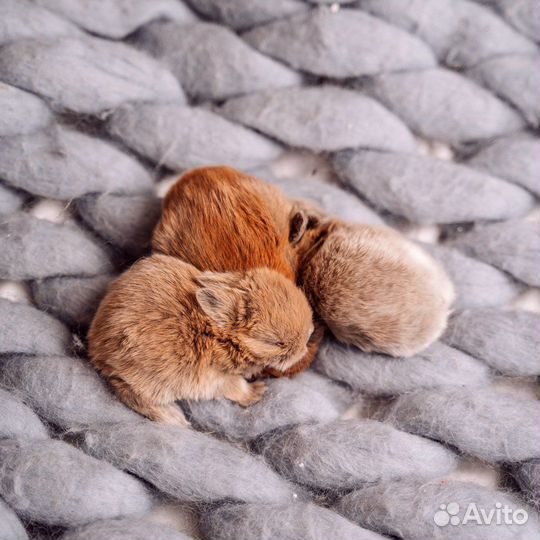 Мини карликовый кролик