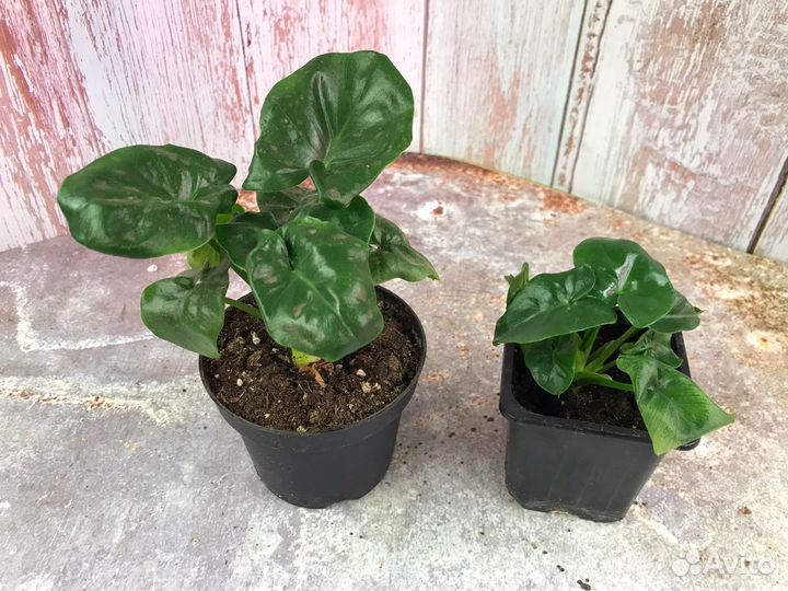 Филодендроны