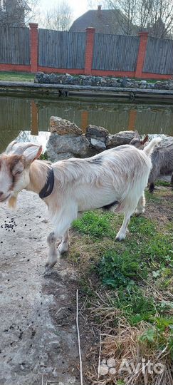 Коза карликовая. Не на курамбайрам
