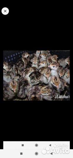 Индюшата суточные