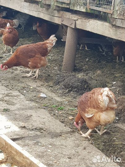 Куры молодки несушки