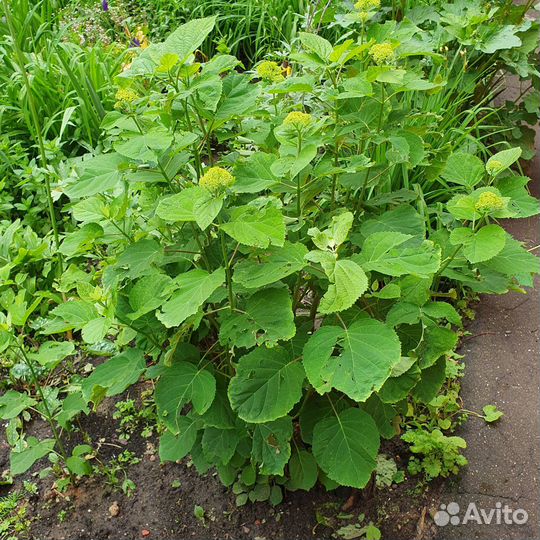 Гортензия Анабель белая древовидная саженцы куст