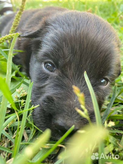 Собака в добрые руки отдам бесплатно
