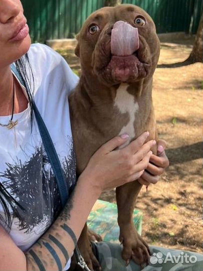 Передержка домашних животных