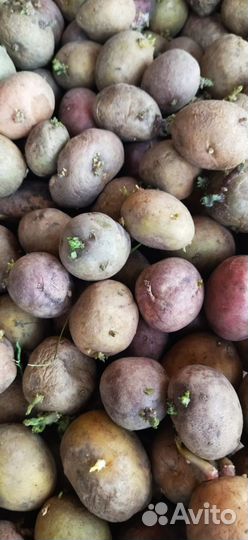 Картофель на посадку