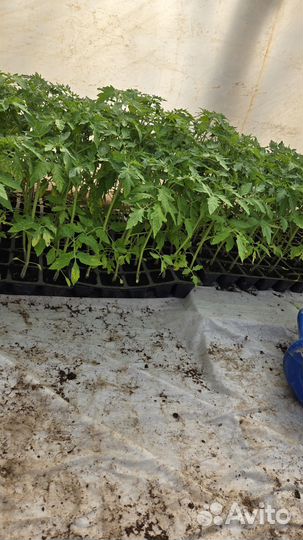 Рассада помидор