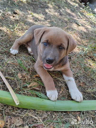 Собака в добрые руки отдам бесплатно