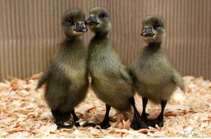 Утиные инкубационные яйца