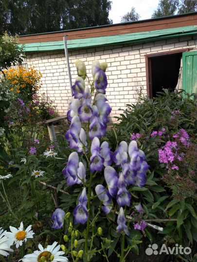 Садовый цветок аконит кустом,лилии