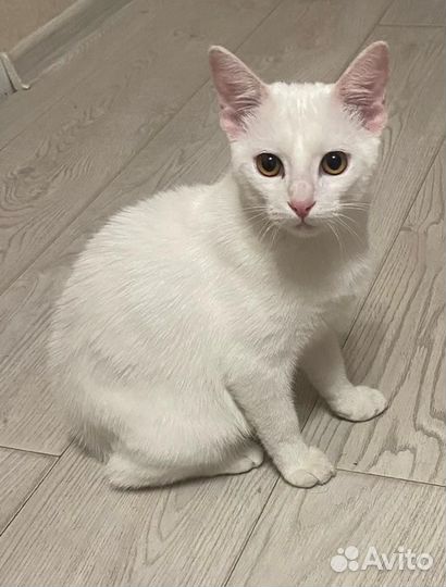 Котик в добрые ручки