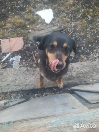 Найдена собака