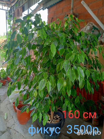 Кактусы и суккуленты