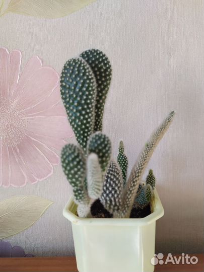 Кактус Опунция мелковолосистая