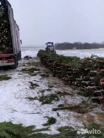 Сосна оптом