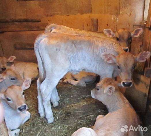 Бычки на откорм