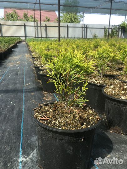 Туя западная смарагд Голд (Golden Smaragd)