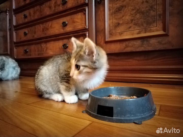 Котодочь ищет дом