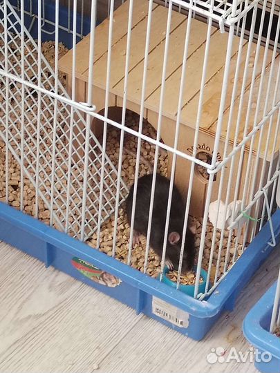 Кролик, попугай, крысы