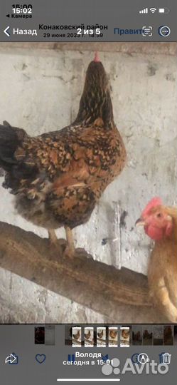 Яйцо кученских