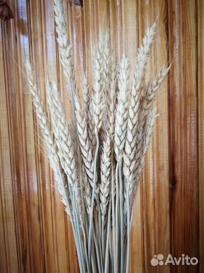 Сухоцветы пшеница