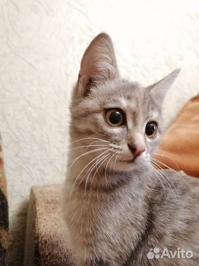 Кошка в дар бесплатно