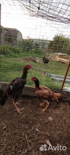 Бойцовые пары