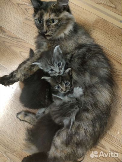 Котята 2мес отдам