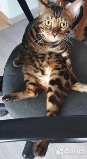 Бенгальский кот вязка