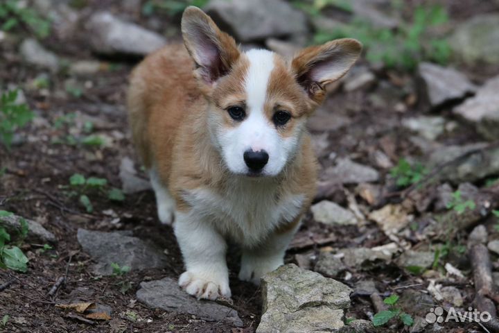 Щенки вельш корги