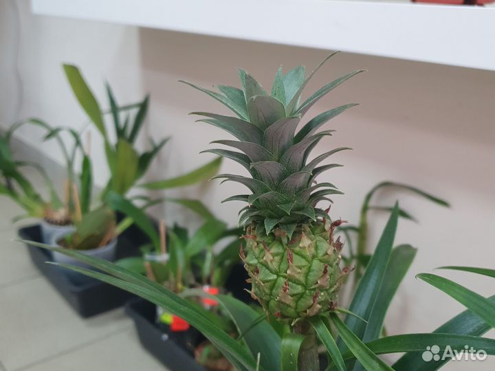 Ананас
