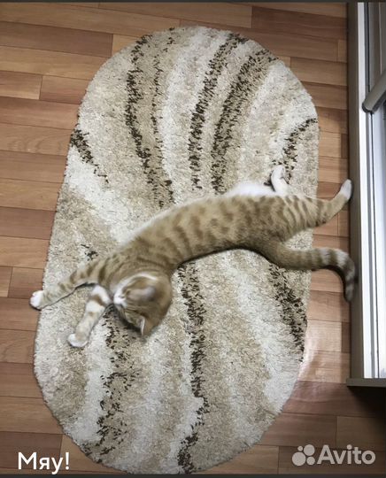 Передержка для кошечек