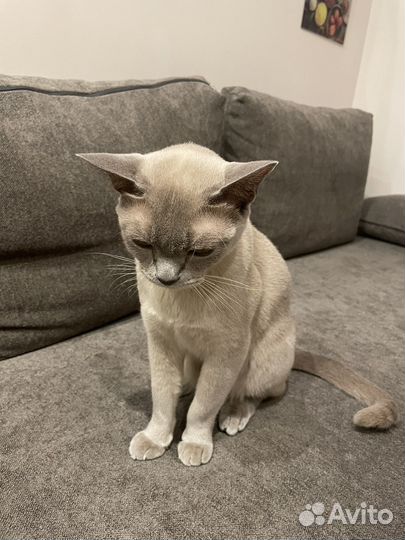 Бурманская