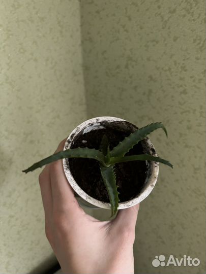 Комнатные растения цветы обмен